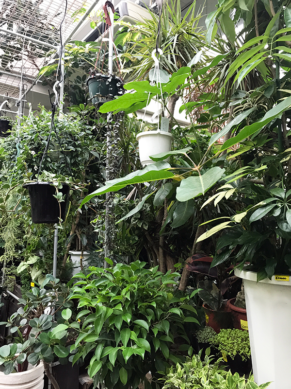 室内グリーン化計画